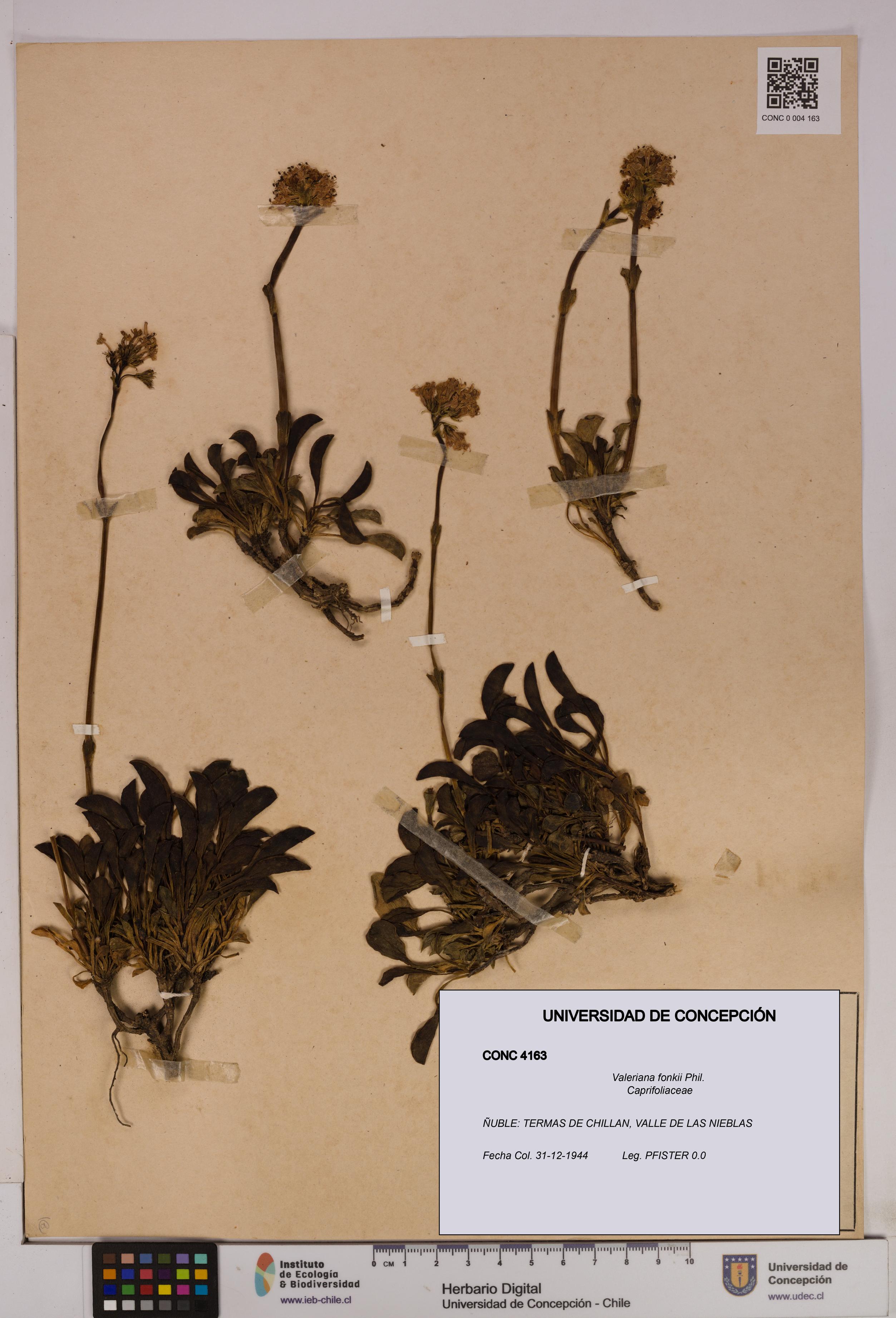 Valeriana fonkii [Espécimen: UDEC:CONC:0004163]