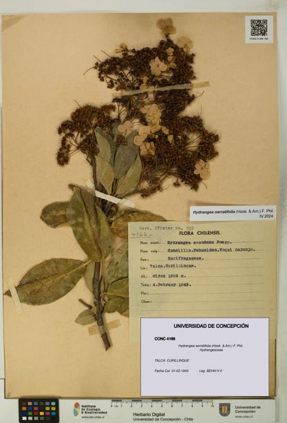 Hydrangea serratifolia [Espécimen: UDEC:CONC:0004166]