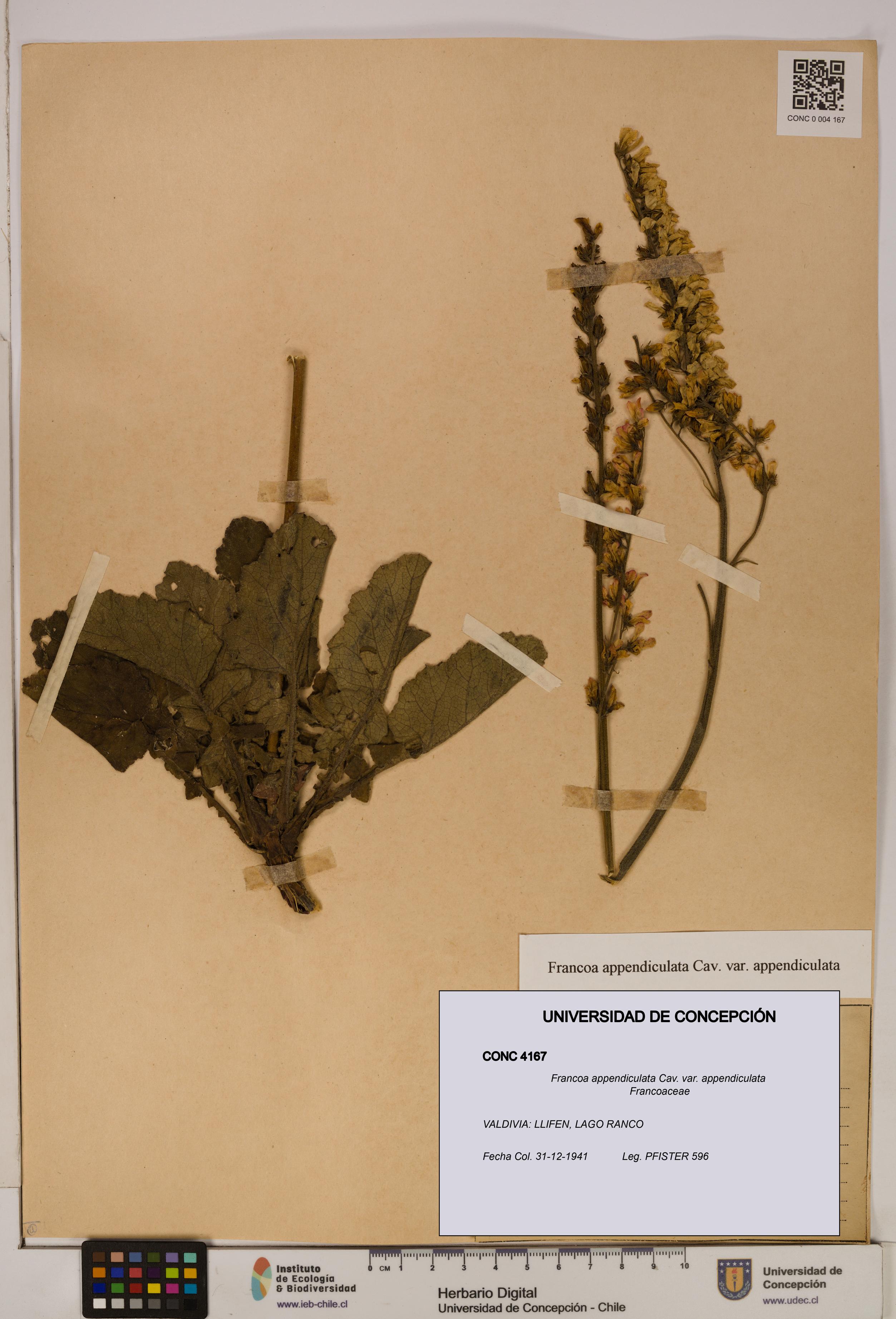 Francoa appendiculata [Espécimen: ]