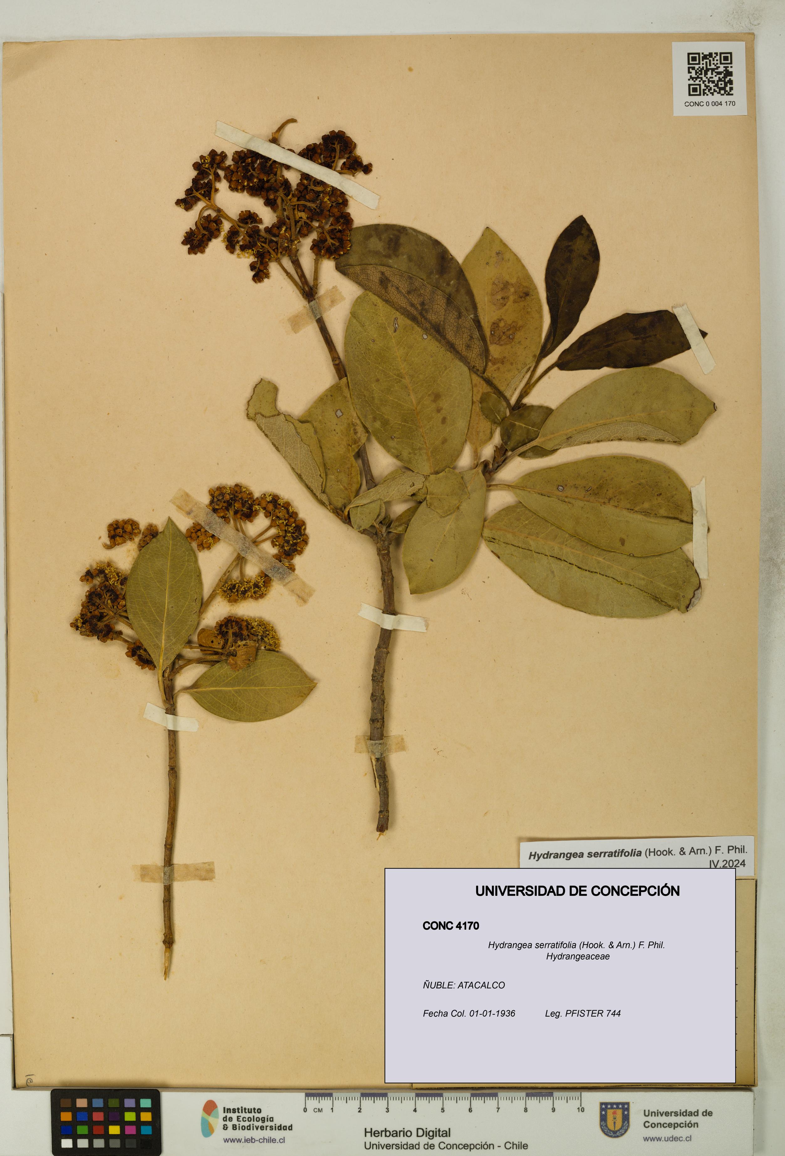 Hydrangea serratifolia [Espécimen: UDEC:CONC:0004170]