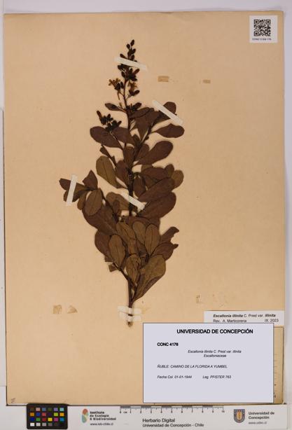 Escallonia illinita [Espécimen: UDEC:CONC:0004176]