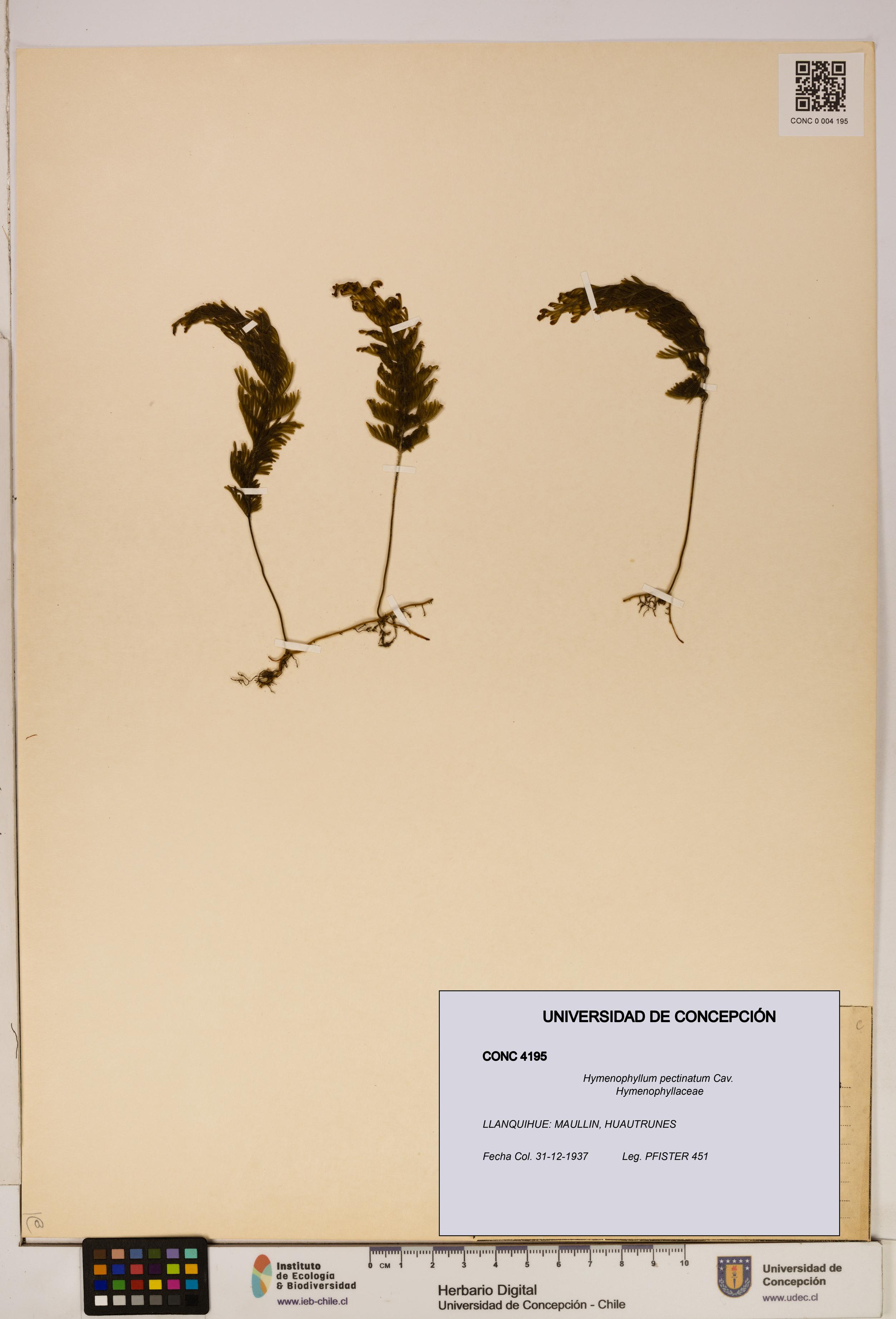 Hymenophyllum pectinatum [Espécimen: ]