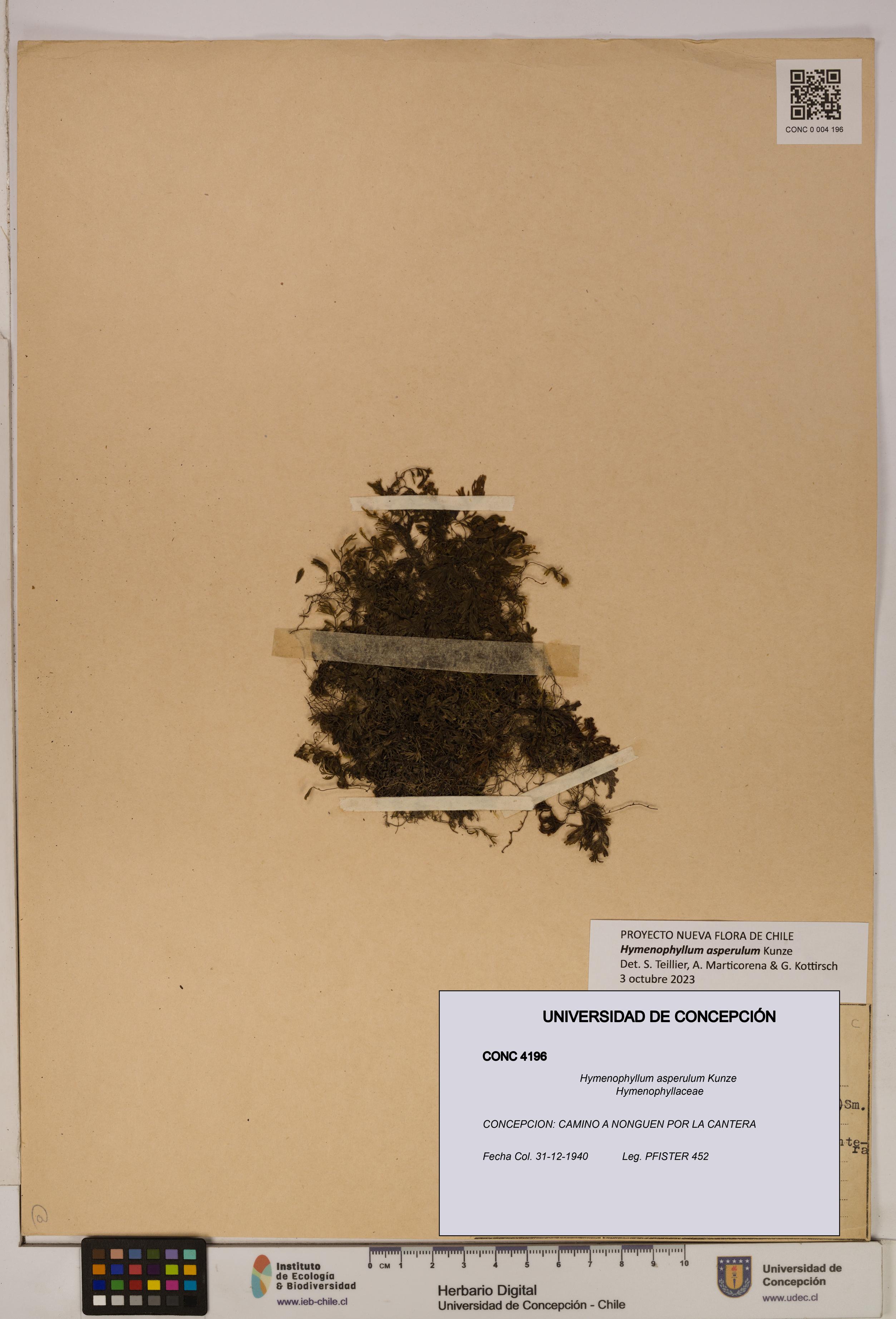 Hymenophyllum asperulum [Espécimen: UDEC:CONC:0004196]