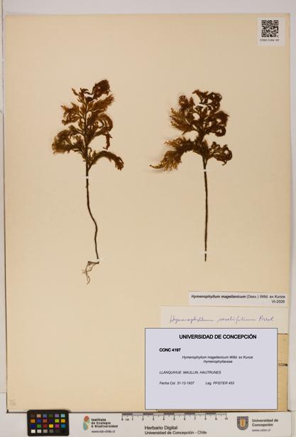 Hymenophyllum magellanicum [Espécimen: ]
