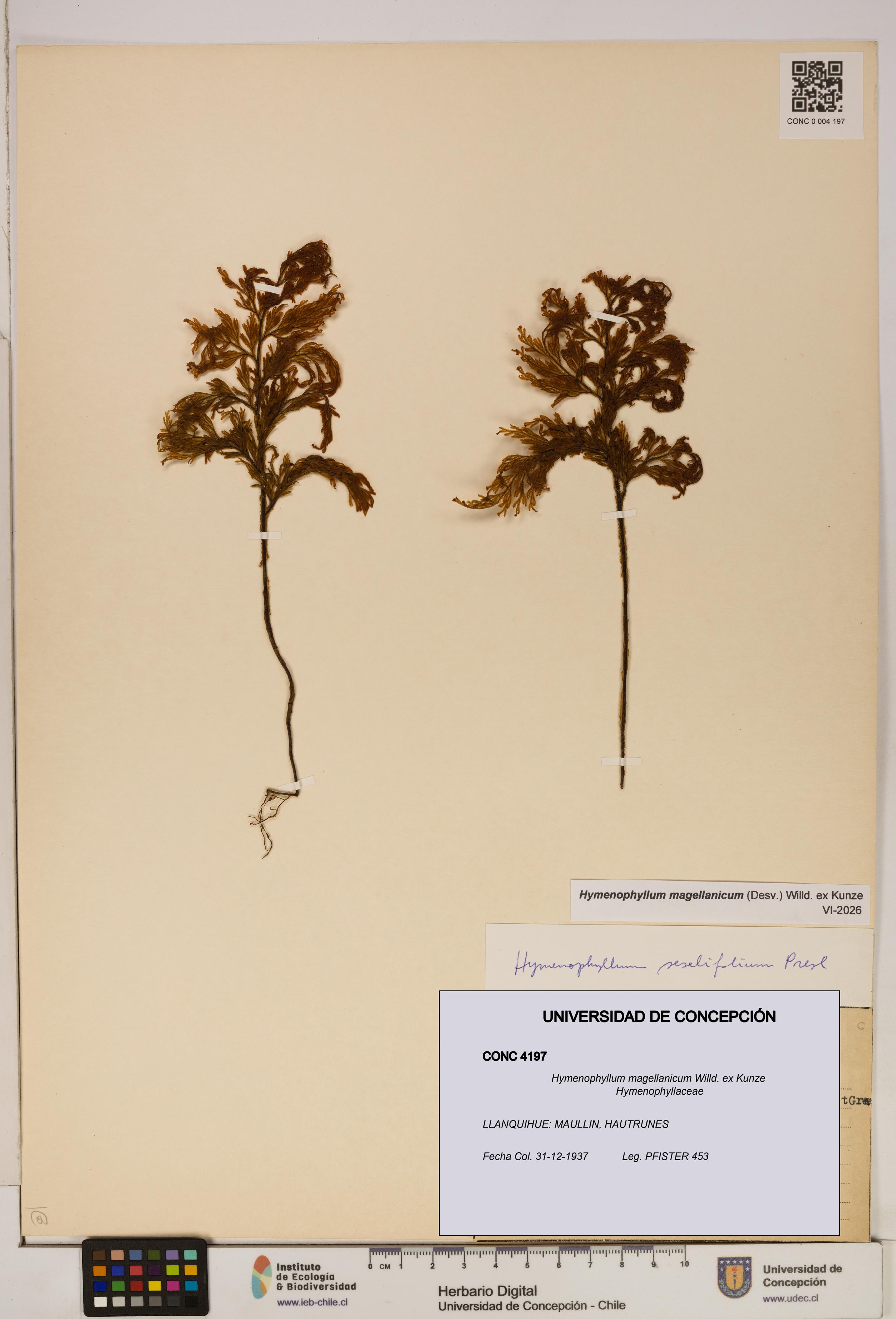 Hymenophyllum magellanicum [Espécimen: ]