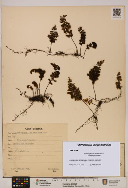 Hymenophyllum dentatum [Espécimen: UDEC:CONC:0004198]