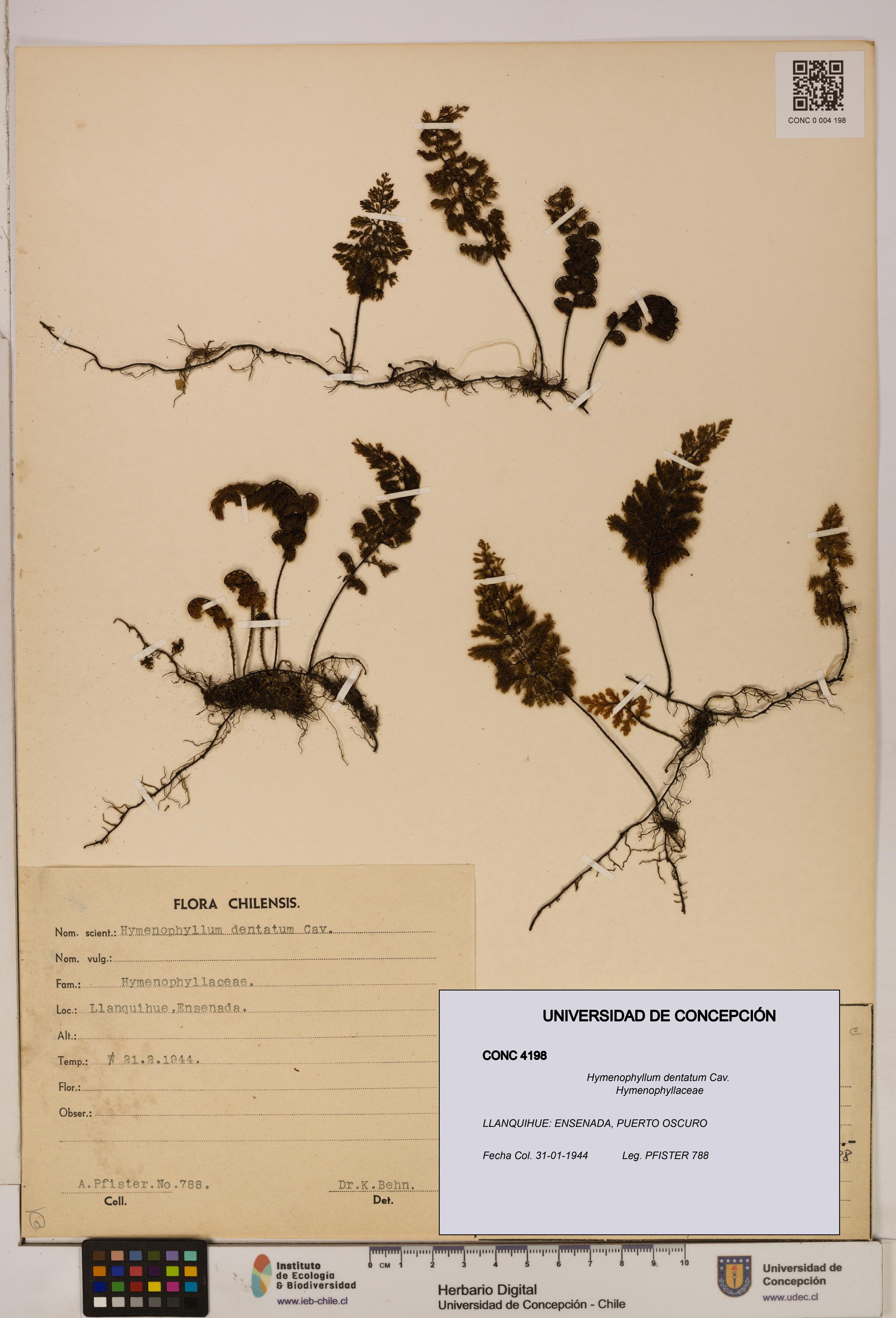 Hymenophyllum dentatum [Espécimen: UDEC:CONC:0004198]