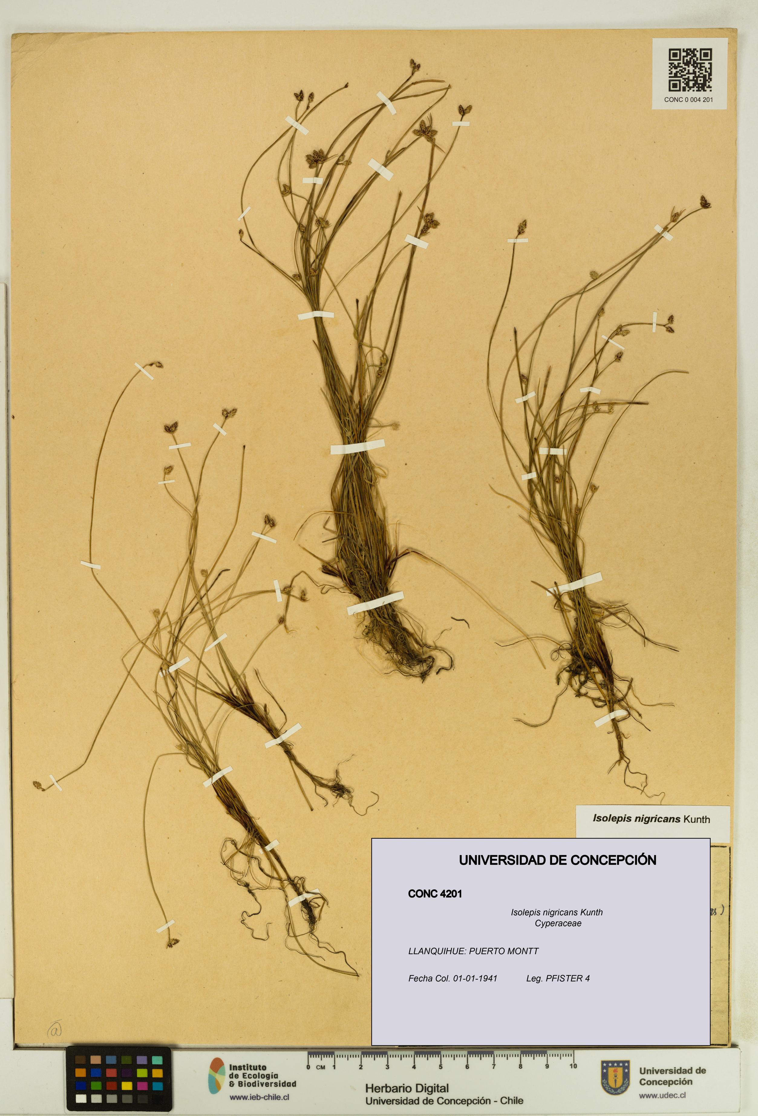 Isolepis nigricans [Espécimen: UDEC:CONC:0004201]