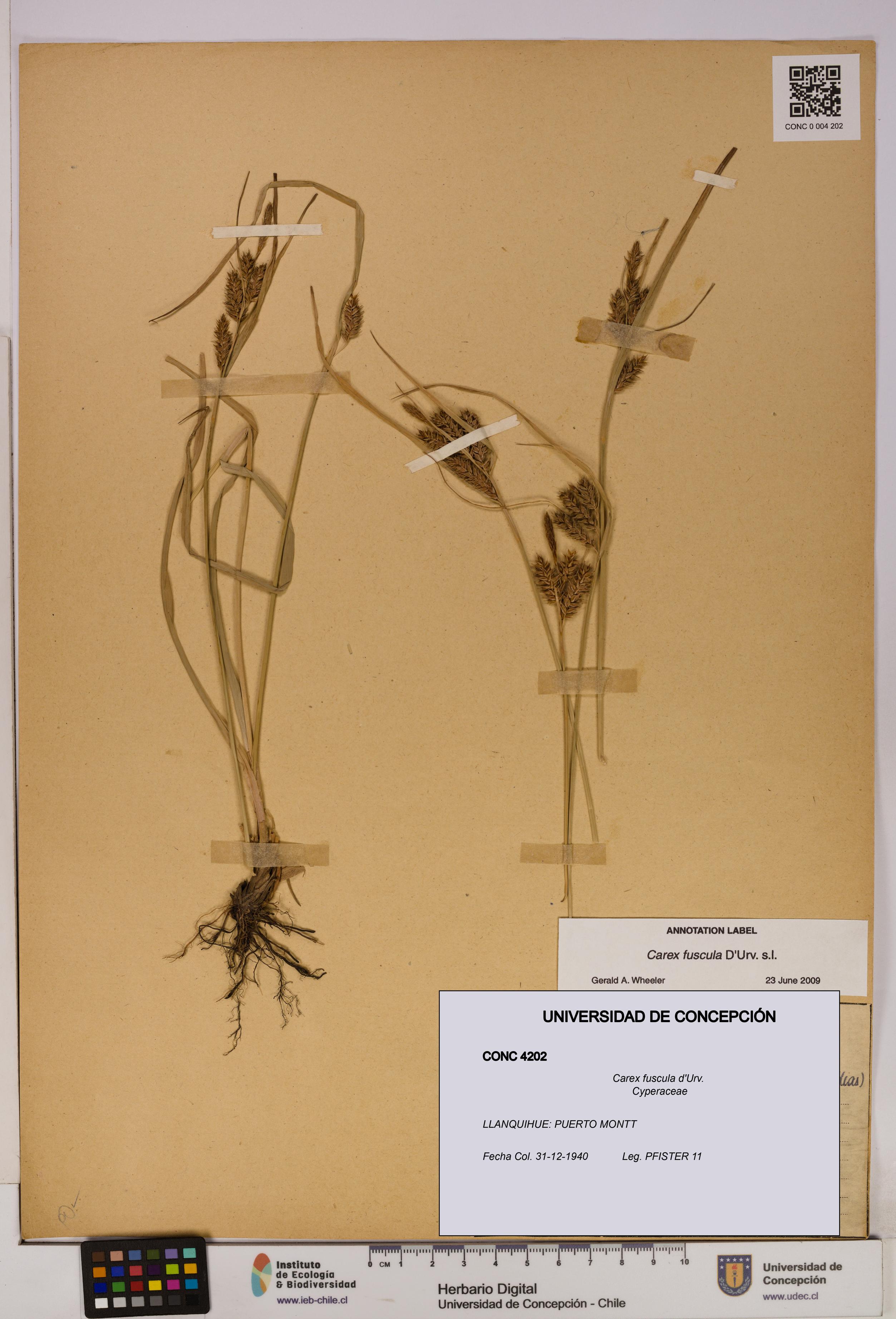 Carex fuscula [Espécimen: UDEC:CONC:0004202]