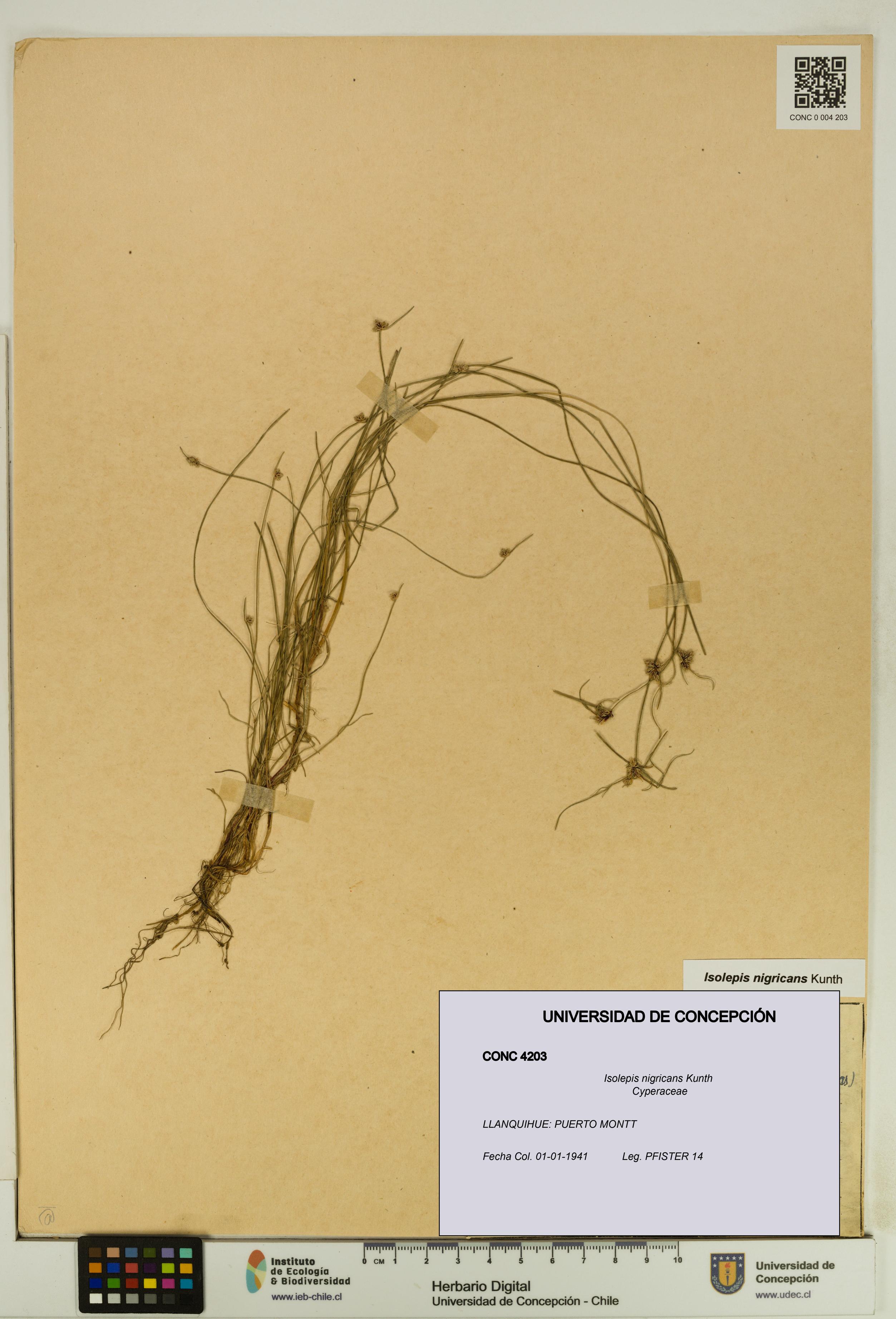 Isolepis nigricans [Espécimen: UDEC:CONC:0004203]