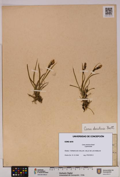 Carex decidua [Espécimen: UDEC:CONC:0004215]