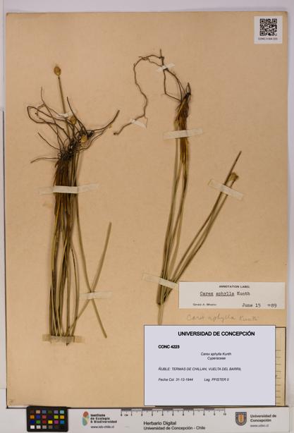 Carex aphylla [Espécimen: UDEC:CONC:0004223]