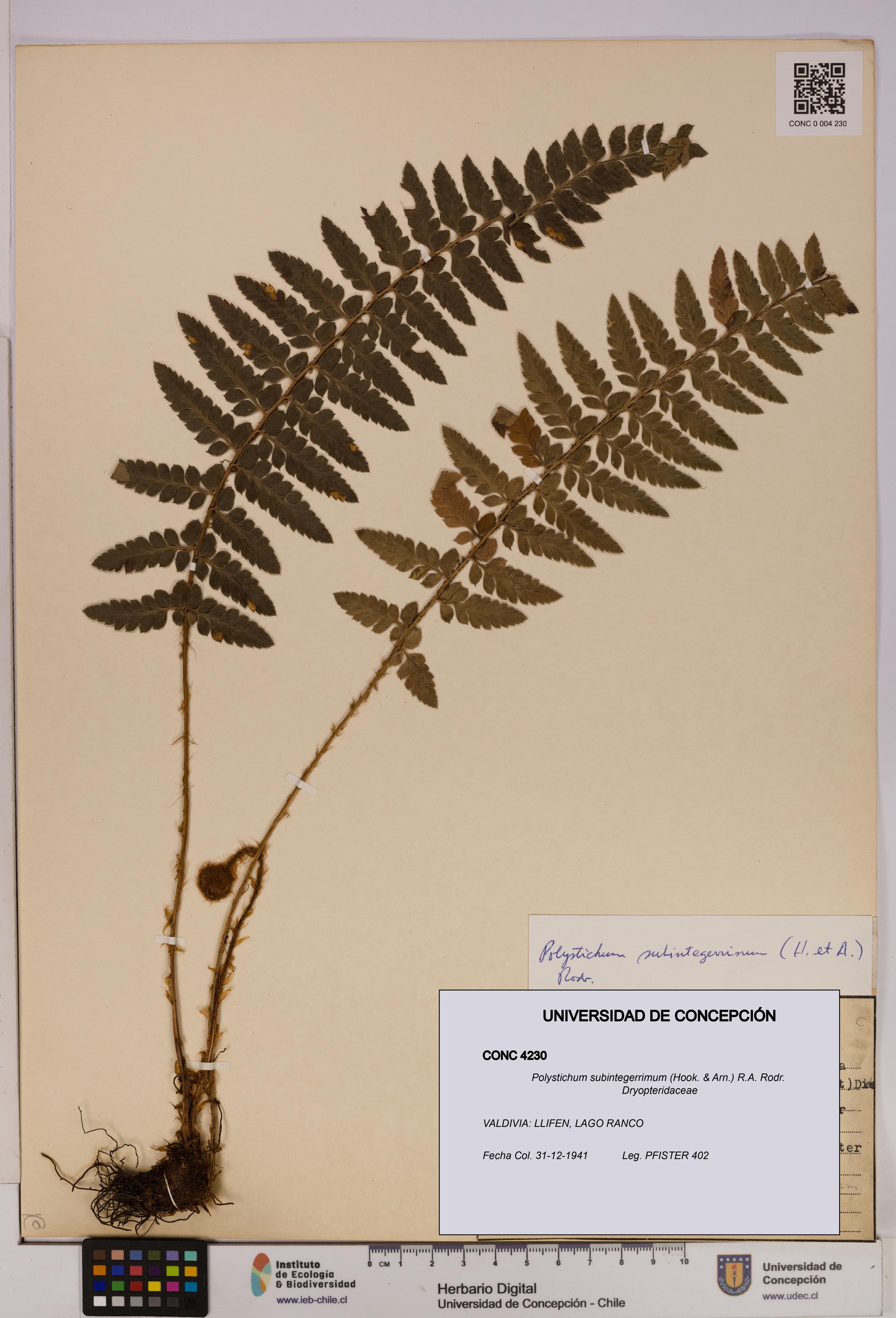 Polystichum subintegerrimum [Espécimen: UDEC:CONC:0004230]