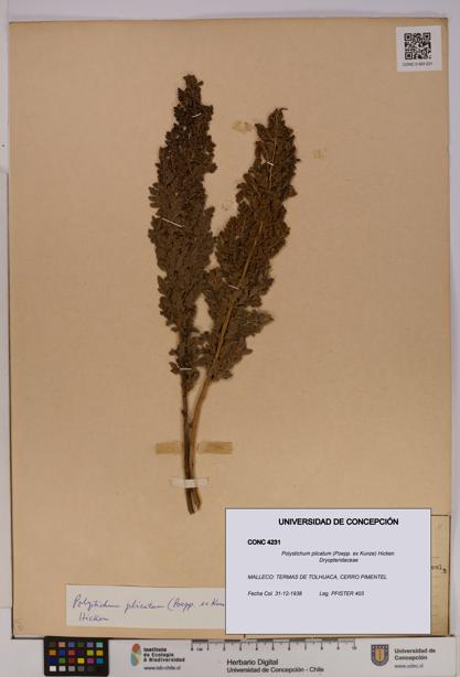 Polystichum plicatum [Espécimen: UDEC:CONC:0004231]