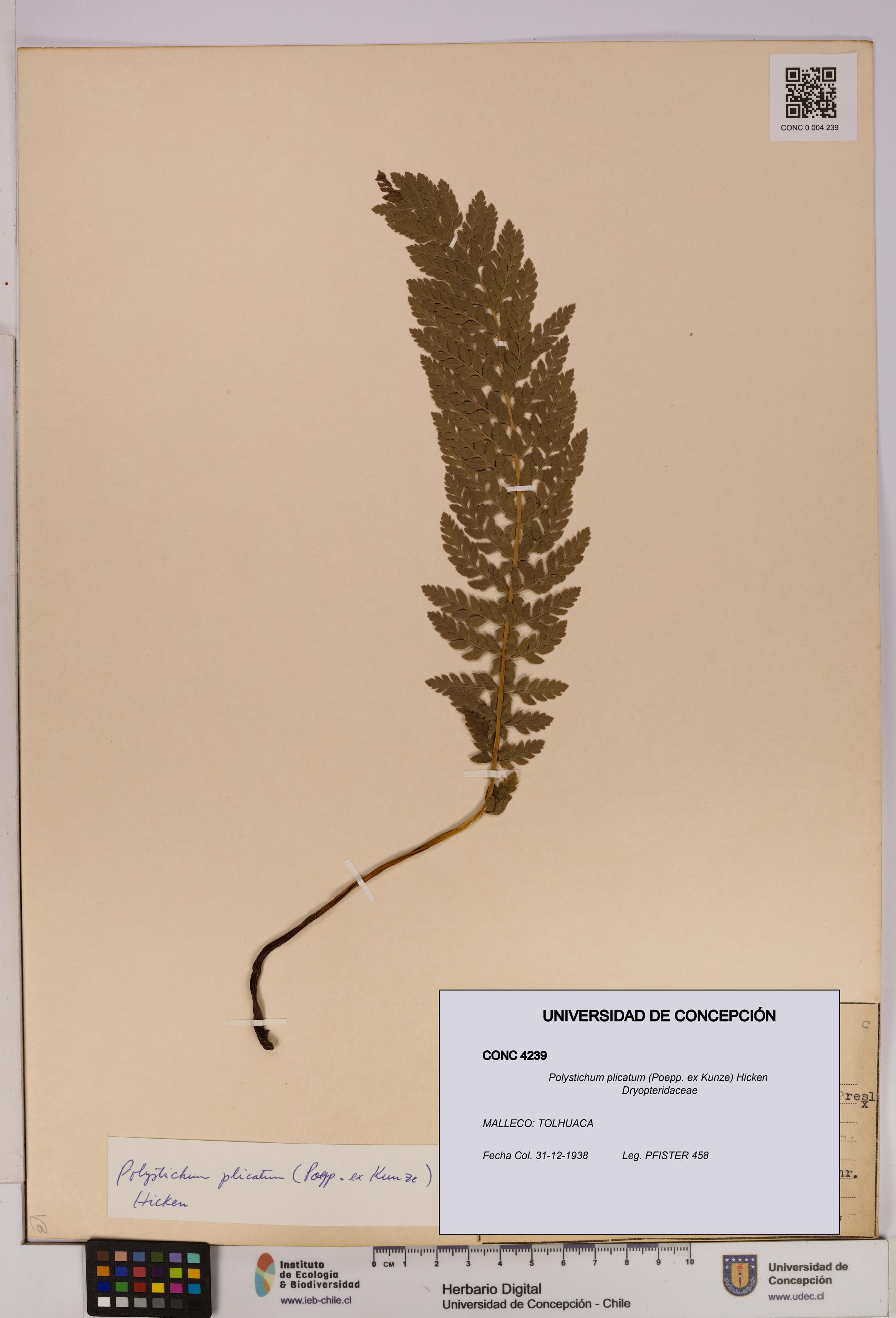 Polystichum plicatum [Espécimen: UDEC:CONC:0004239]