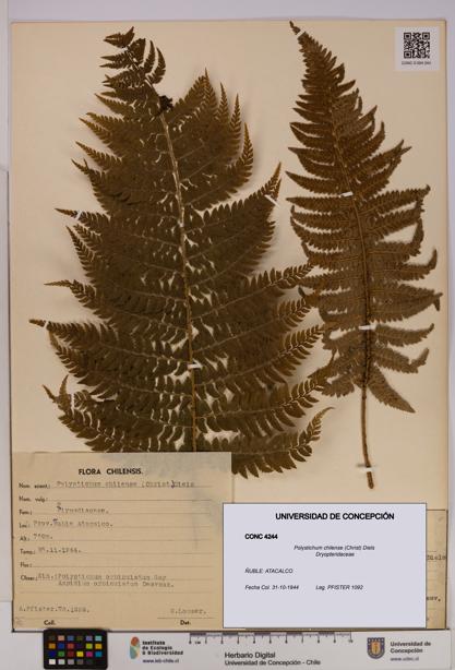 Polystichum chilense [Espécimen: UDEC:CONC:0004244]
