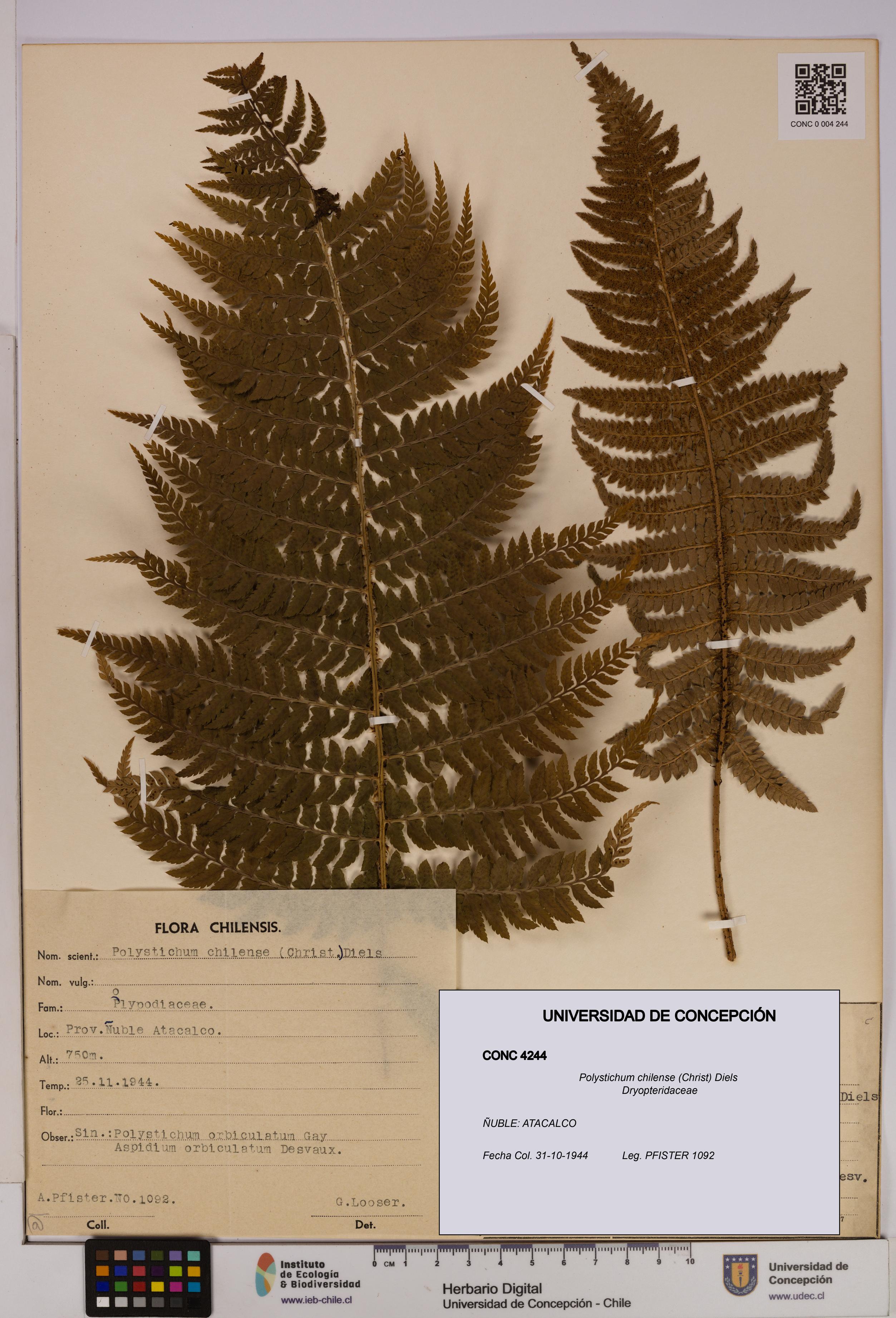Polystichum chilense [Espécimen: UDEC:CONC:0004244]