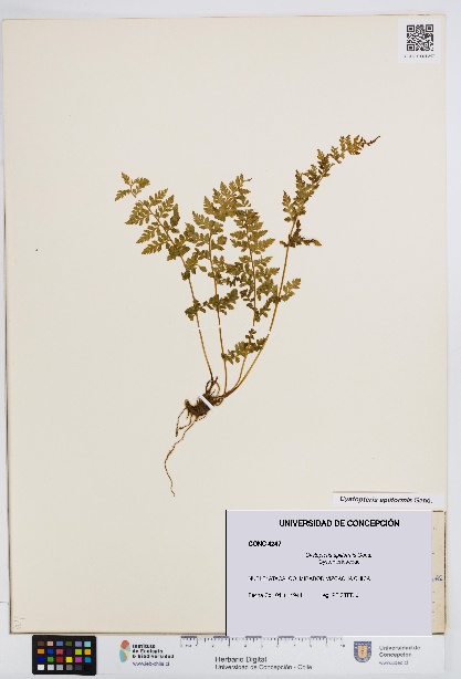 Cystopteris apiiformis [Espécimen: UDEC:CONC:0004247]