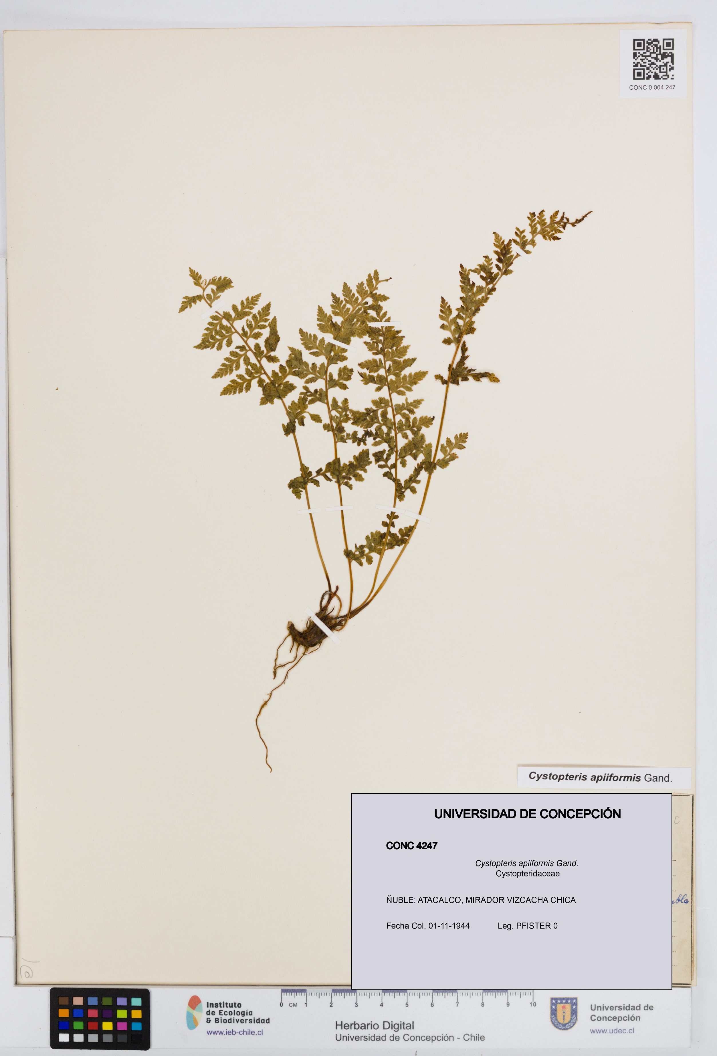 Cystopteris apiiformis [Espécimen: UDEC:CONC:0004247]