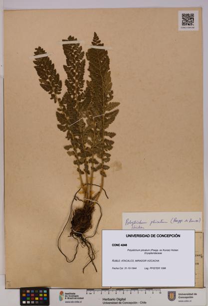 Polystichum plicatum [Espécimen: UDEC:CONC:0004248]