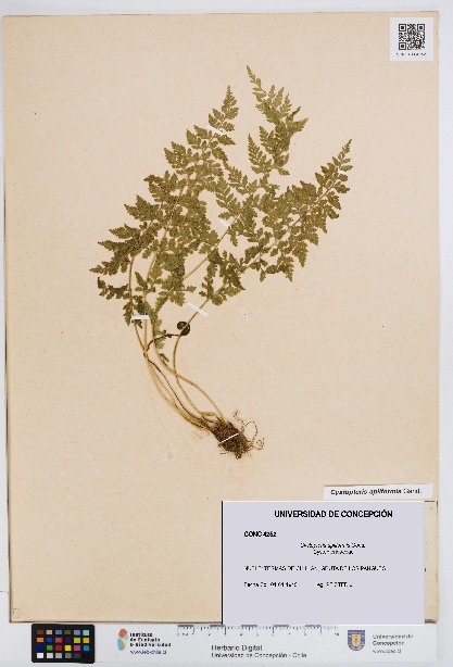 Cystopteris apiiformis [Espécimen: UDEC:CONC:0004252]