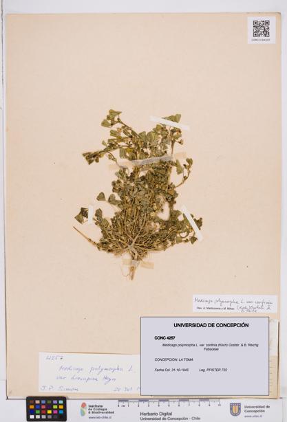 Medicago polymorpha var. confinis [Espécimen: ]