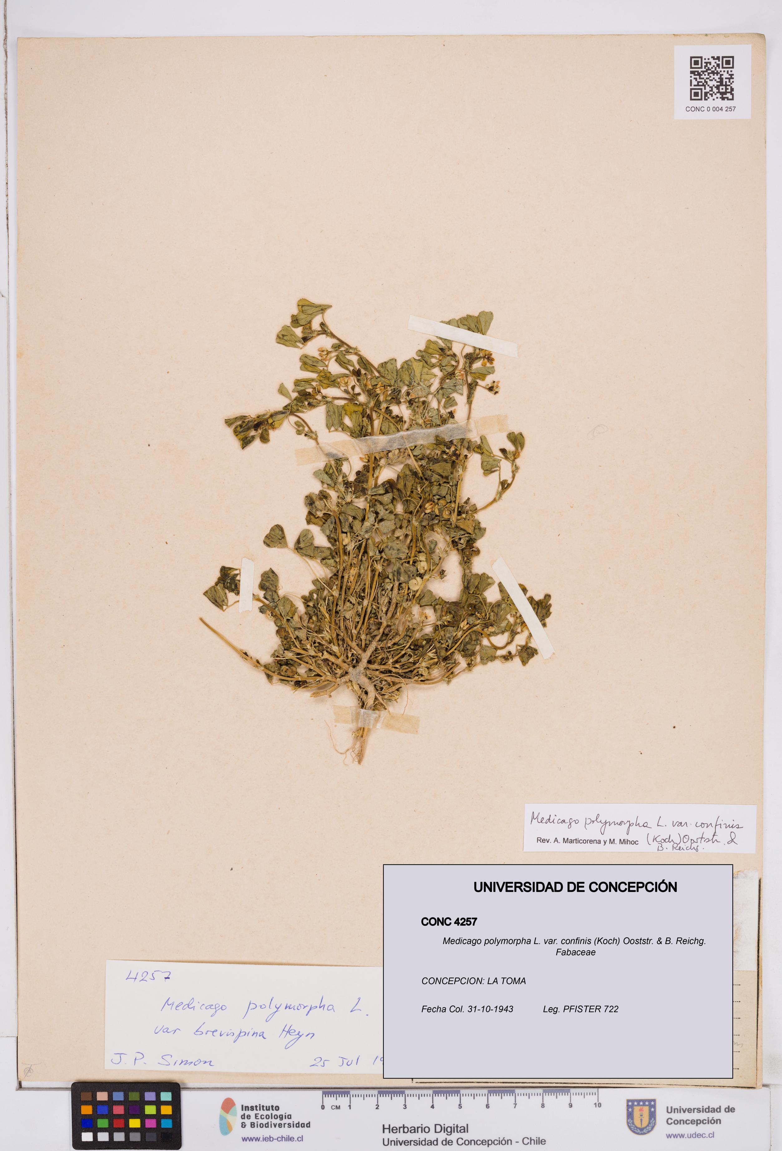 Medicago polymorpha var. confinis [Espécimen: ]