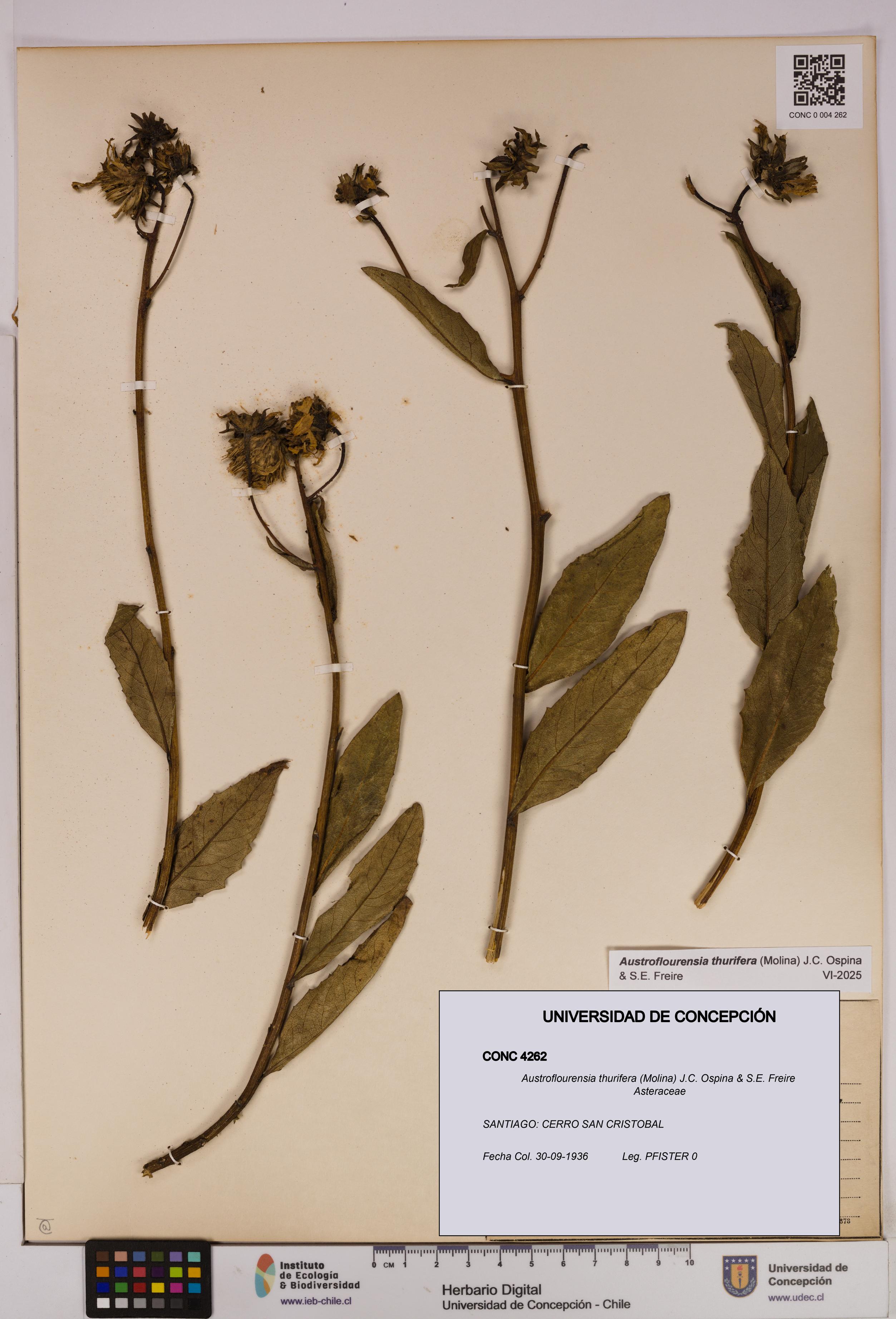 Austroflourensia thurifera [Espécimen: UDEC:CONC:0004262]