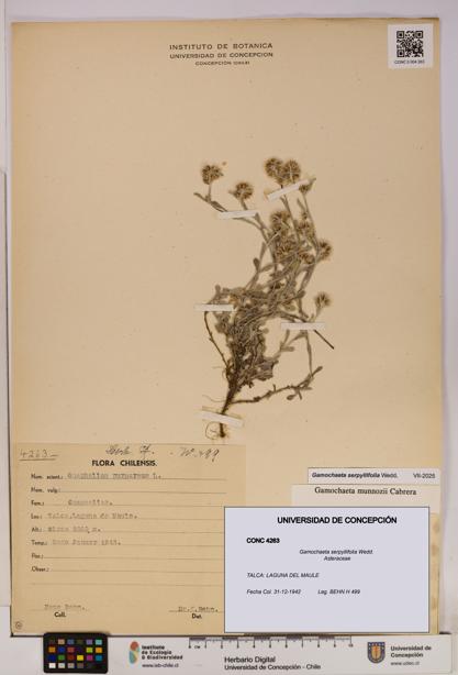 Gamochaeta serpyllifolia [Espécimen: UDEC:CONC:0004263]