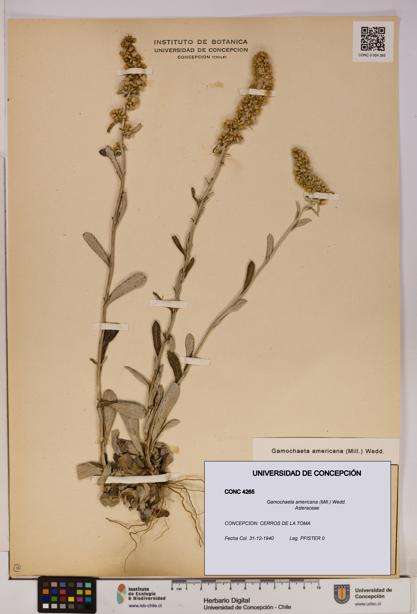 Gamochaeta americana [Espécimen: UDEC:CONC:0004265]