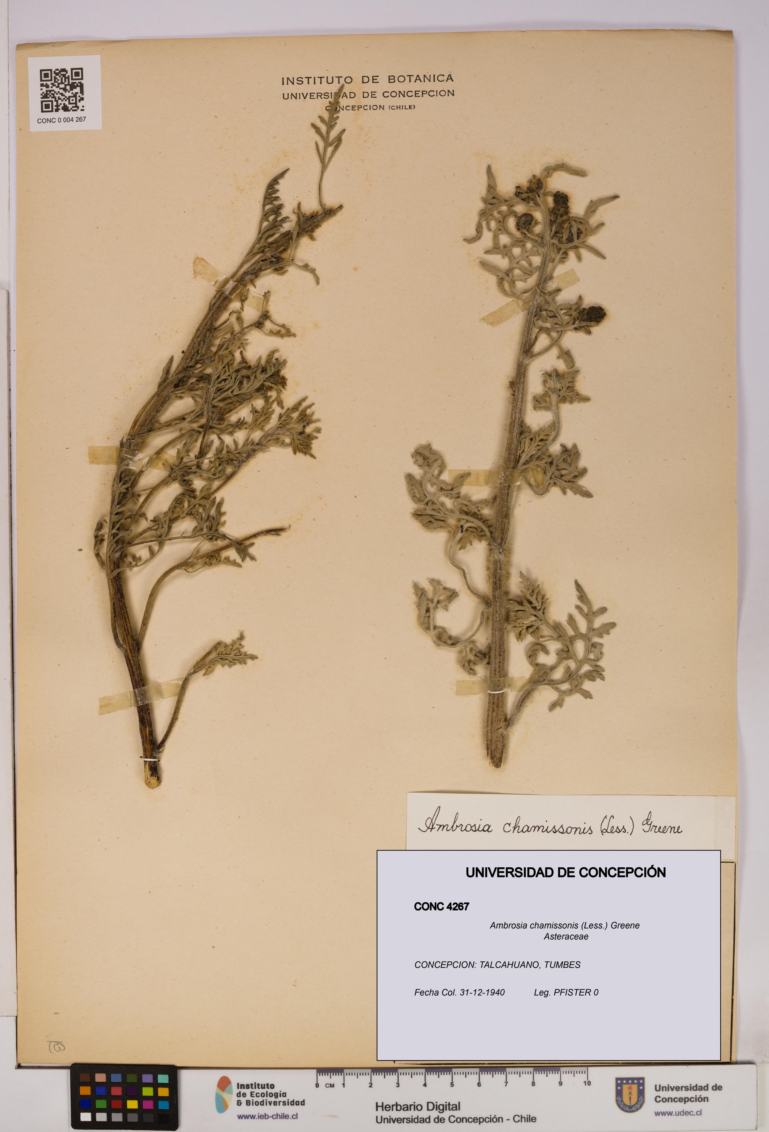 Ambrosia chamissonis [Espécimen: UDEC:CONC:0004267]