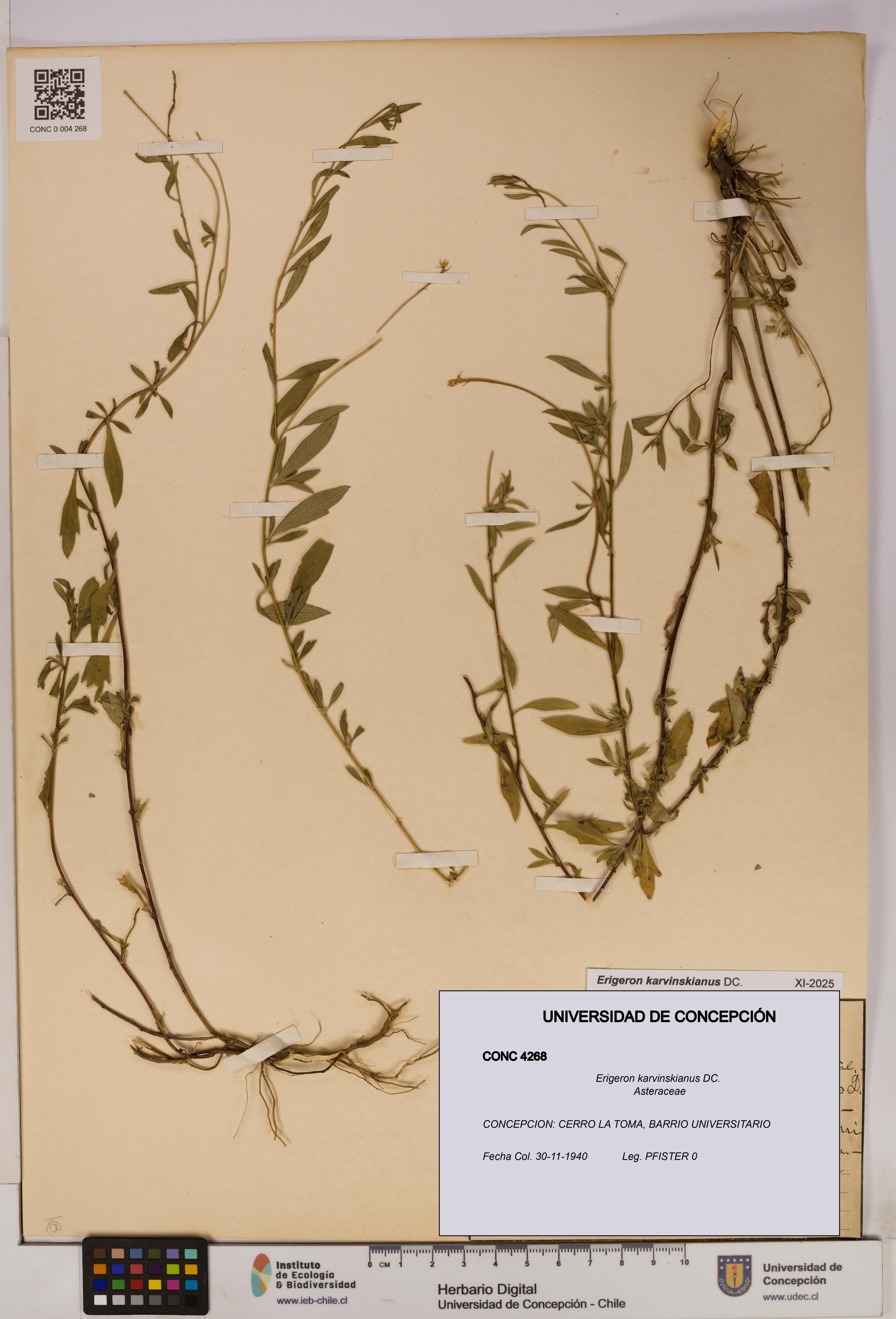 Erigeron karvinskianus [Espécimen: UDEC:CONC:0004268]