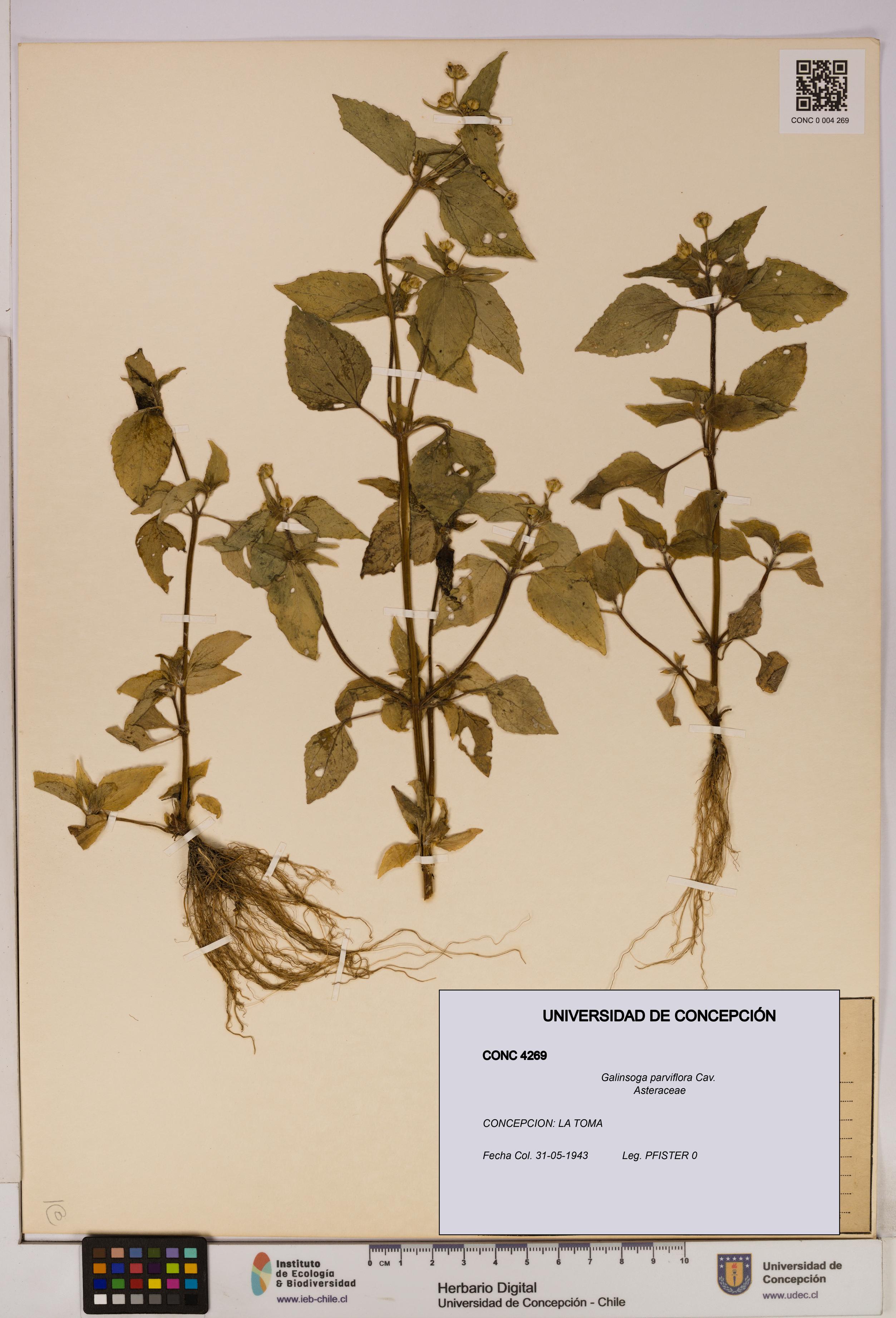 Galinsoga parviflora [Espécimen: UDEC:CONC:0004269]