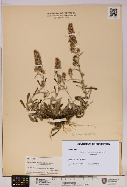 Gamochaeta americana [Espécimen: UDEC:CONC:0004271]