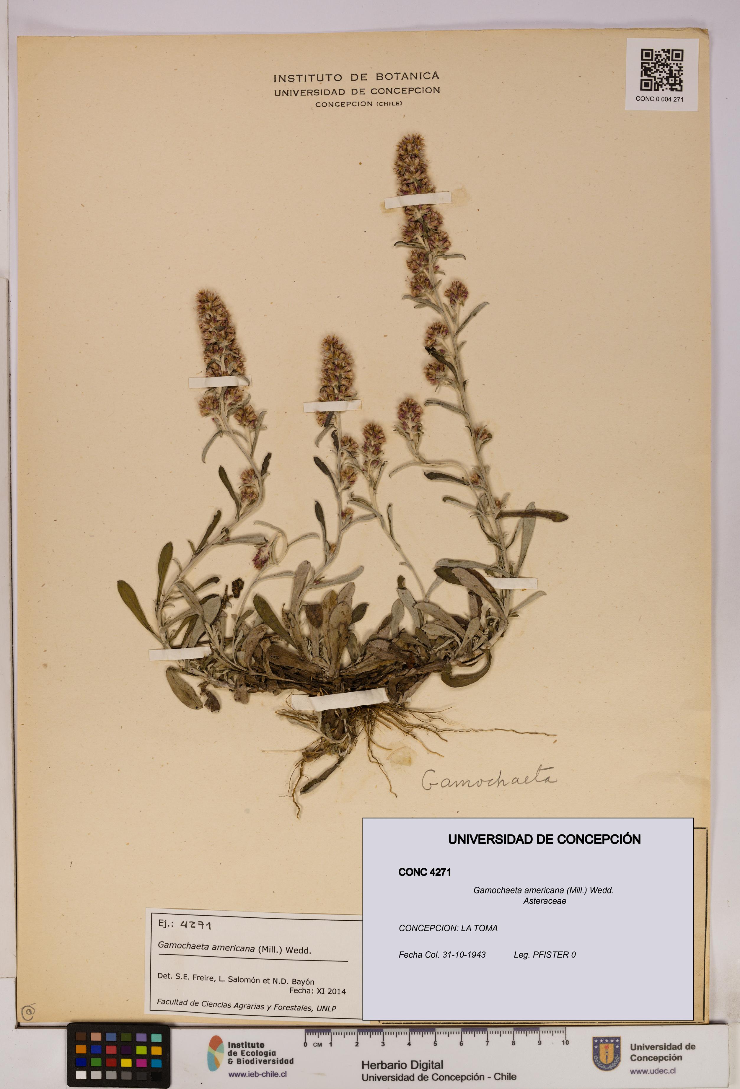 Gamochaeta americana [Espécimen: UDEC:CONC:0004271]