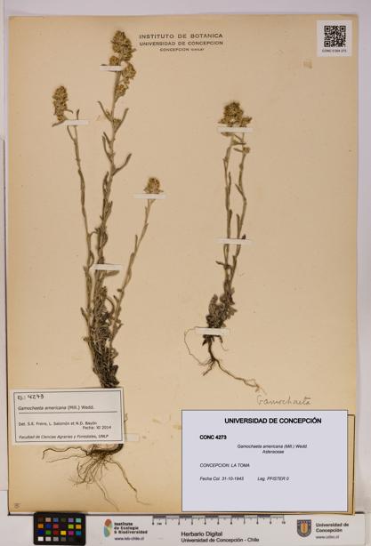 Gamochaeta americana [Espécimen: UDEC:CONC:0004273]