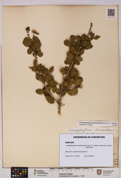 Archidasyphyllum diacanthoides [Espécimen: UDEC:CONC:0004276]