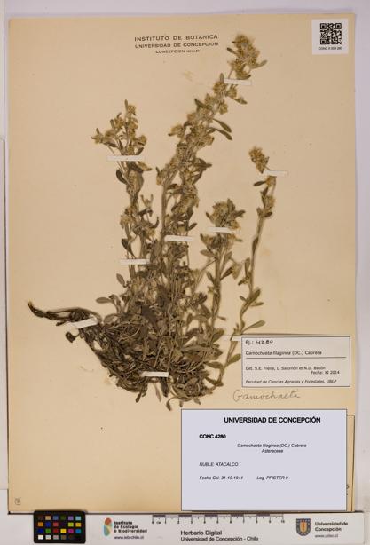 Gamochaeta filaginea [Espécimen: UDEC:CONC:0004280]