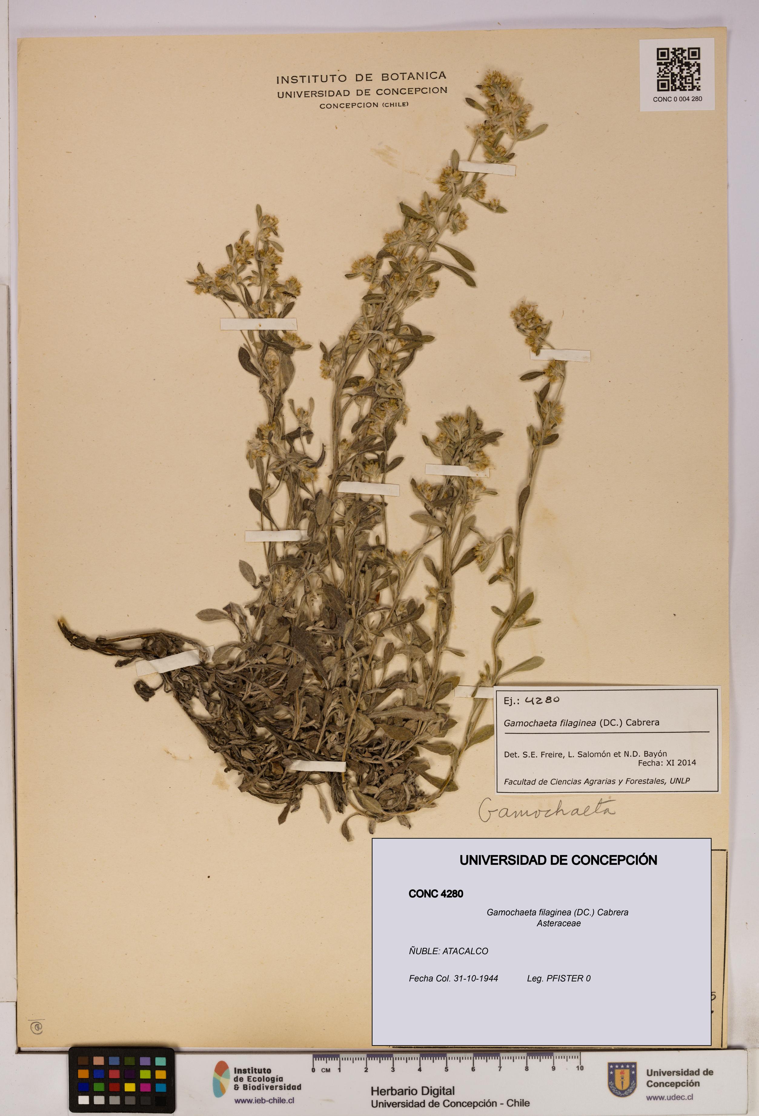 Gamochaeta filaginea [Espécimen: UDEC:CONC:0004280]