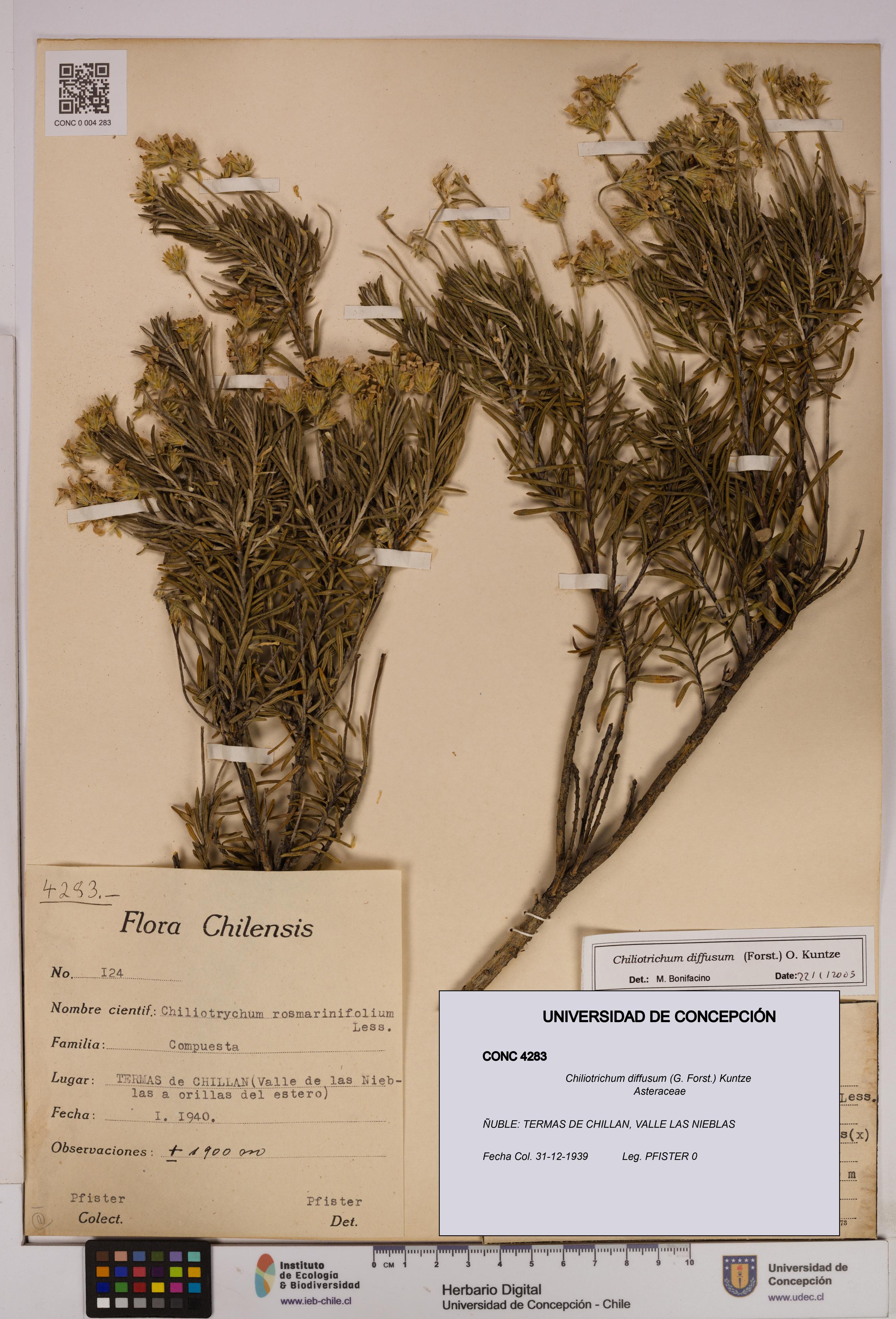 Chiliotrichum diffusum [Espécimen: UDEC:CONC:0004283]