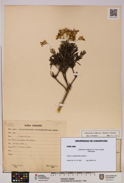 Chiliotrichum diffusum [Espécimen: UDEC:CONC:0004284]