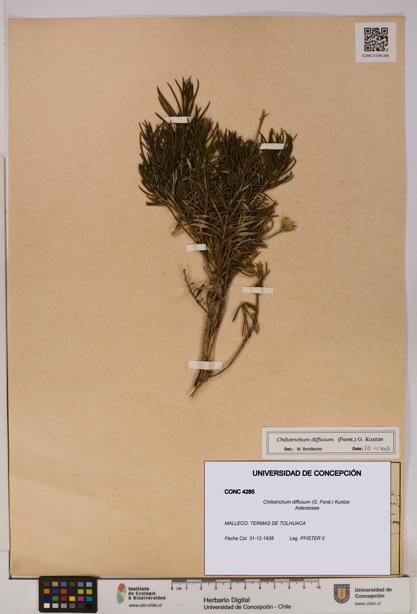 Chiliotrichum diffusum [Espécimen: UDEC:CONC:0004285]