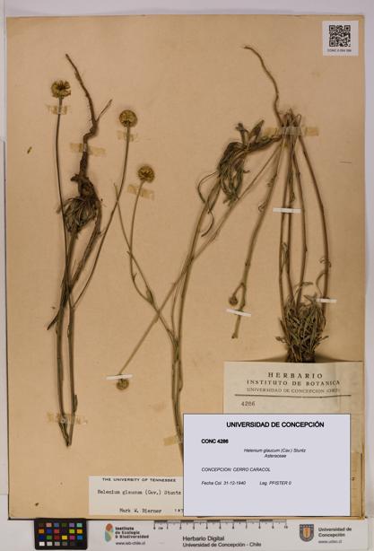 Helenium glaucum [Espécimen: UDEC:CONC:0004286]