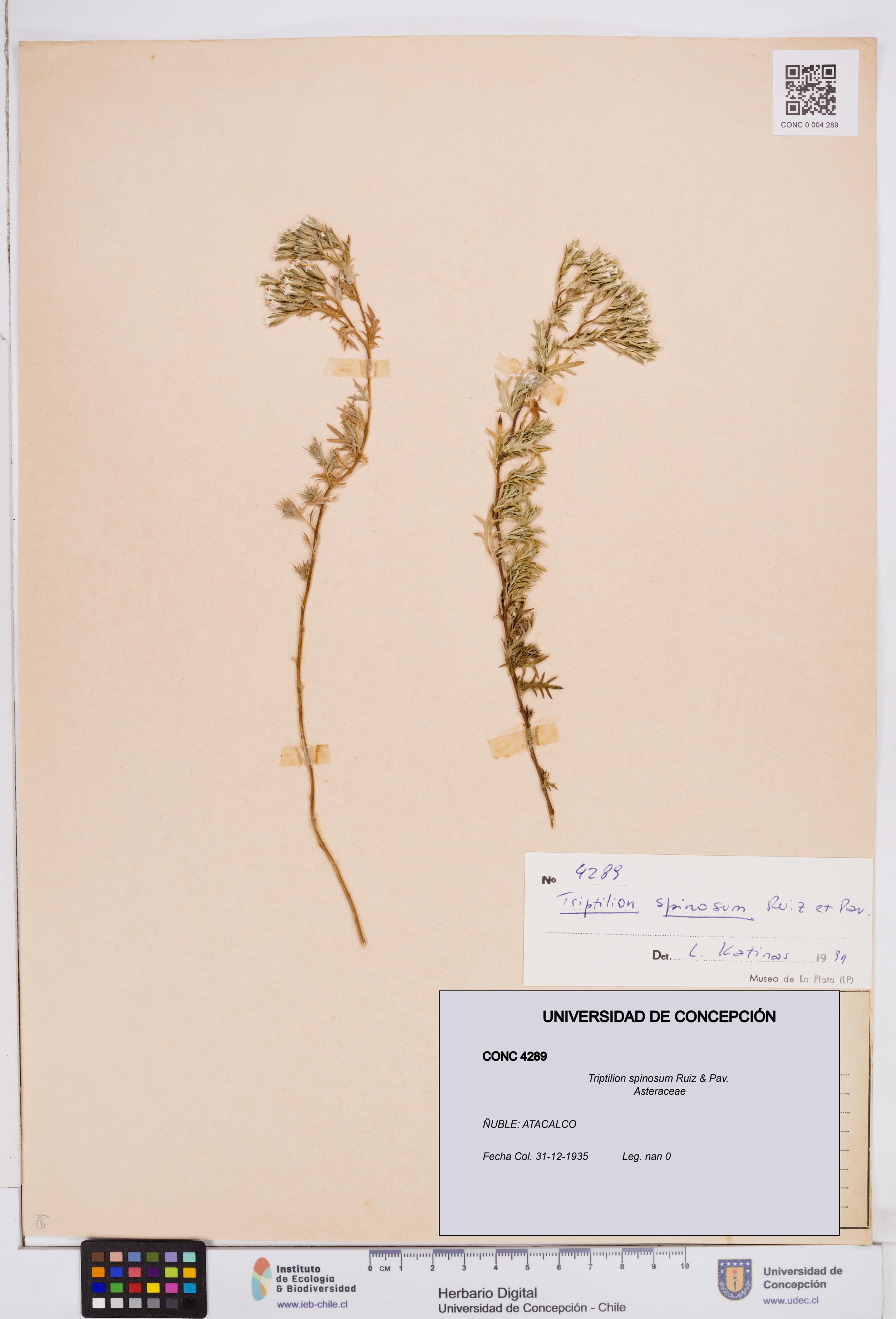 Triptilion spinosum [Espécimen: ]