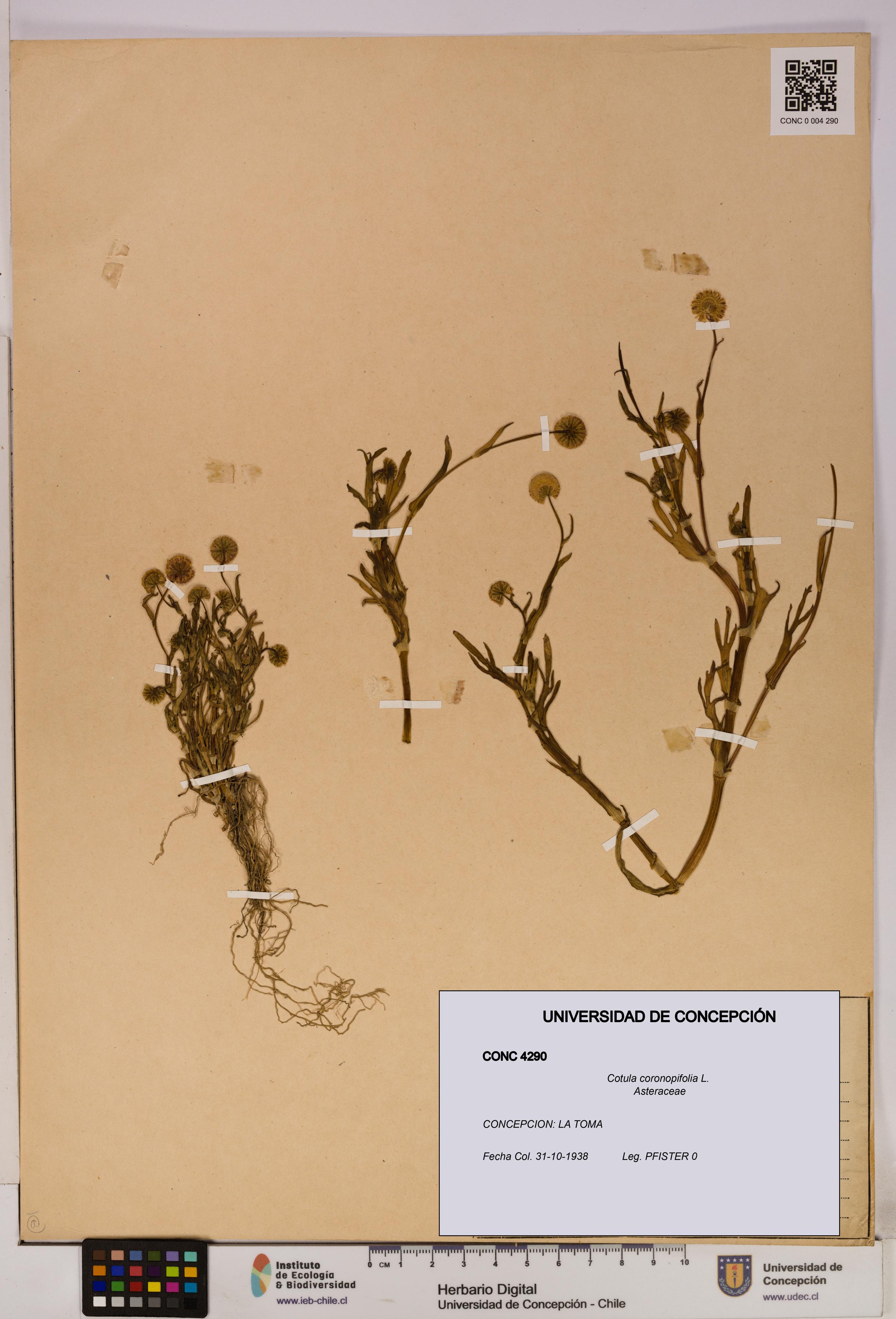 Cotula coronopifolia [Espécimen: UDEC:CONC:0004290]