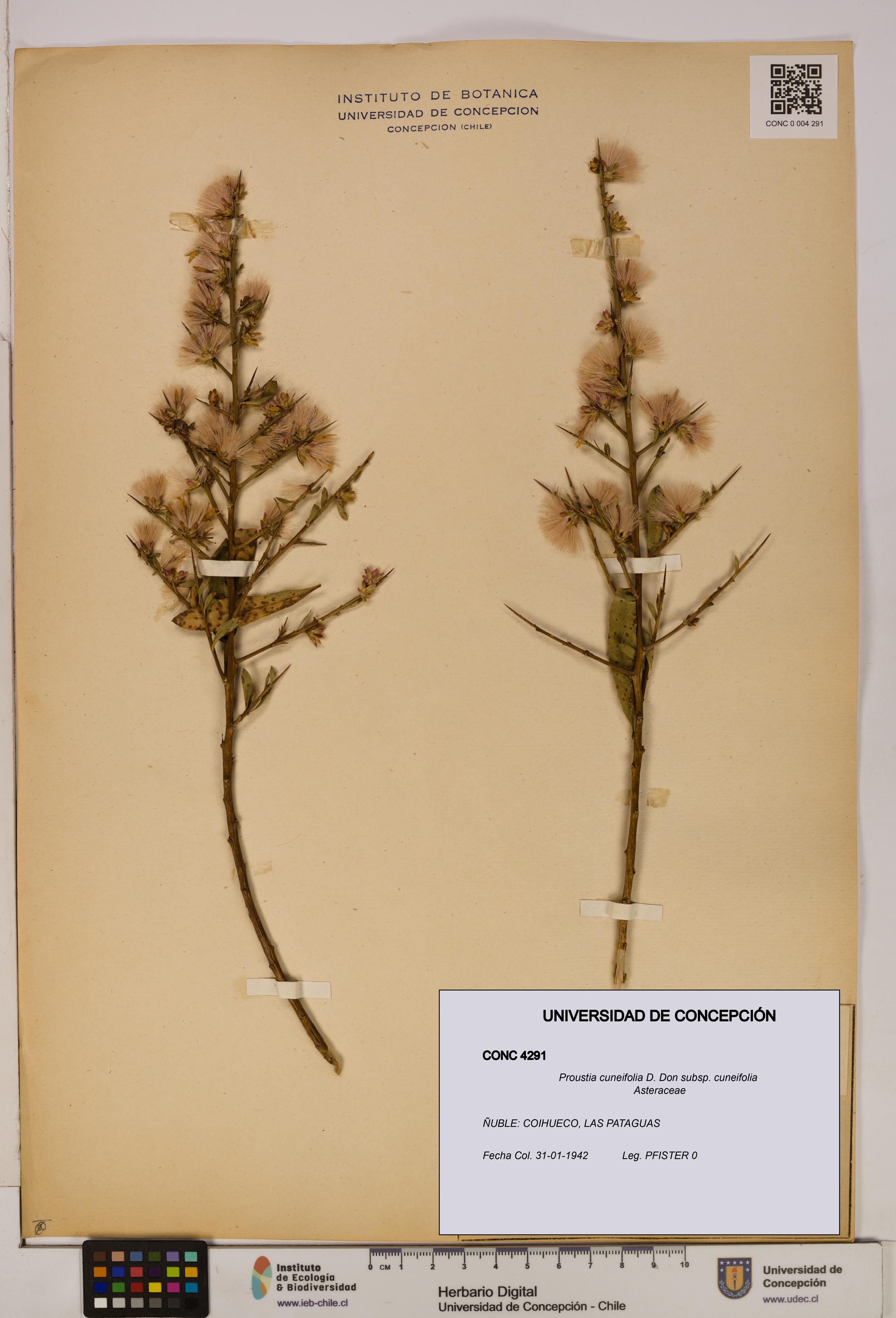 Proustia cuneifolia subsp. cuneifolia [Espécimen: UDEC:CONC:0004291]