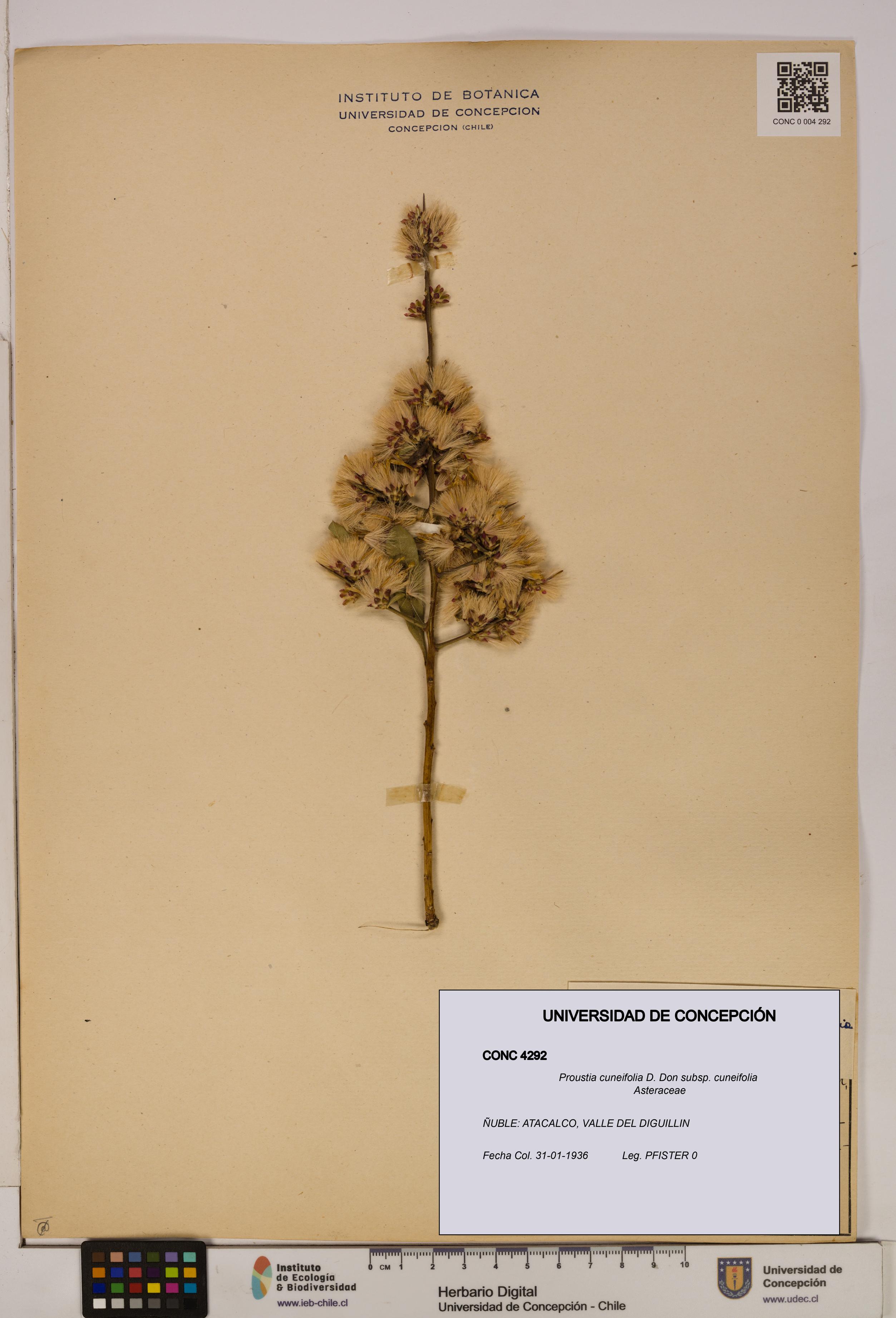 Proustia cuneifolia subsp. cuneifolia [Espécimen: UDEC:CONC:0004292]