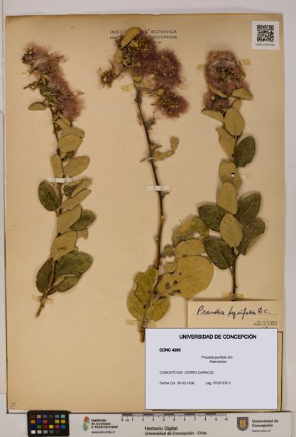 Proustia pyrifolia [Espécimen: UDEC:CONC:0004293]