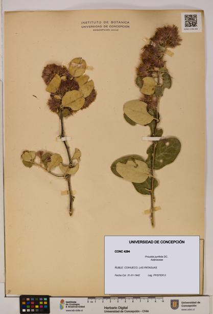Proustia pyrifolia [Espécimen: UDEC:CONC:0004294]