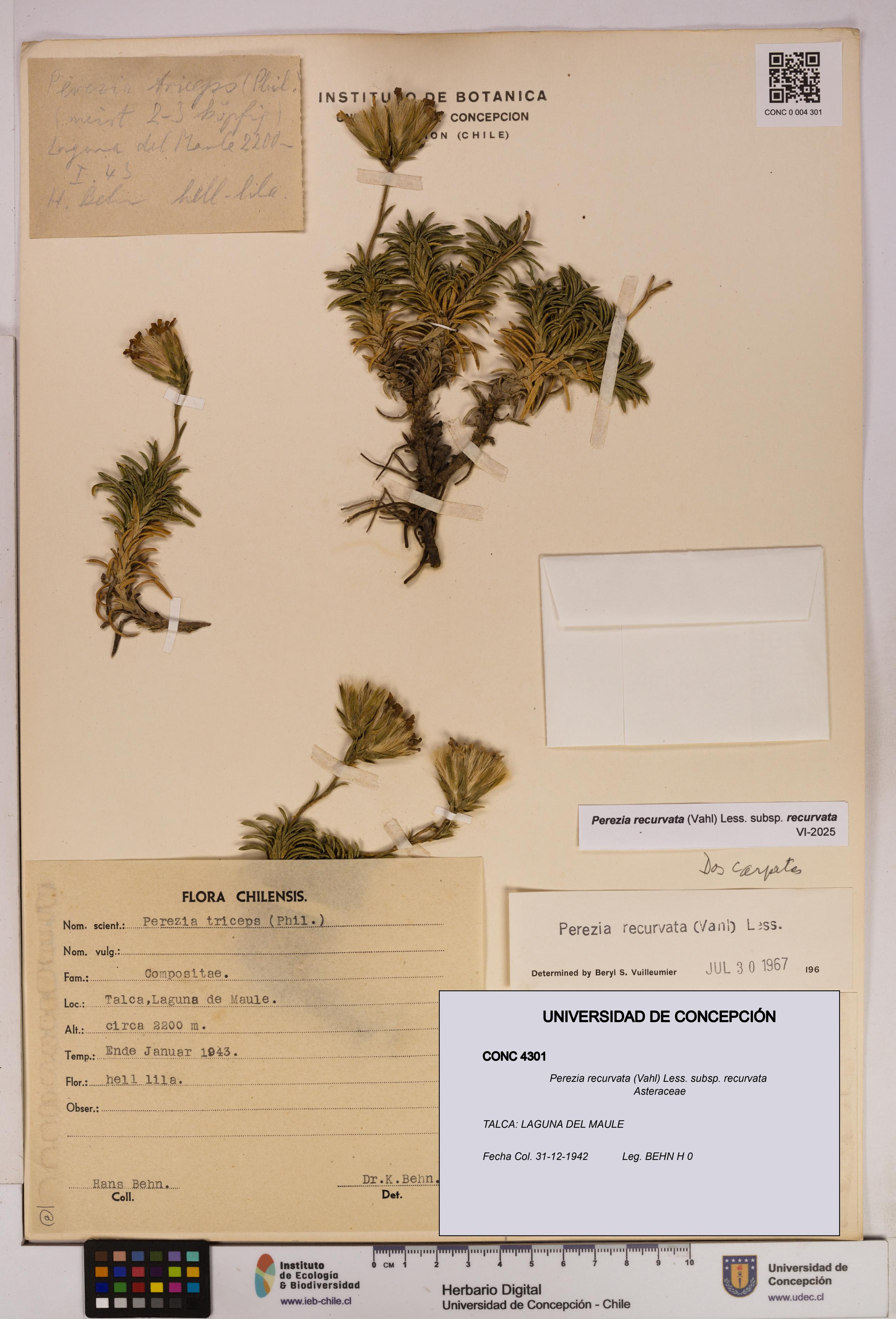 Perezia recurvata subsp. recurvata [Espécimen: UDEC:CONC:0004301]